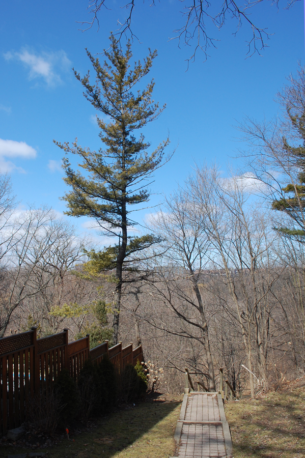 Stairs to Humber Ravine